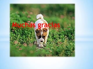 Muchas gracias
 