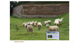 Citadelle d’Arras
Prime couplée « ruminant »
= 161 €/animal - 20 % prime ruminants
DPU de base
= 191 €/ha
5
 