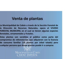 Venta de plantas

La Municipalidad de Cobán a través de la Sección Forestal de
la Dirección de Recursos Naturales, opera el VIVERO
FORESTAL MUNICIPAL en el cual se tienen algunas especies
forestales,
forestales ornamentales y frutales
frutales.
Estas plantas son vendidas al público como parte del
compromiso de reforestación que adquieren con la licencia
p
q
q
de consumo familiar (10 plantas por árbol talado) pero
cualquier persona que desee plantas puede ir a comprar.

 