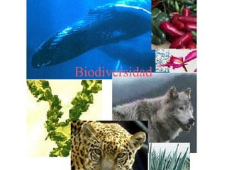 Biodiversidad
 