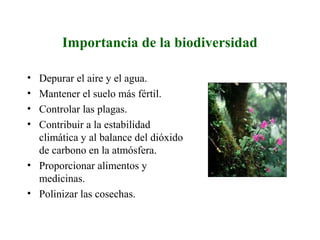 Importancia de la biodiversidad
• Depurar el aire y el agua.
• Mantener el suelo más fértil.
• Controlar las plagas.
• Contribuir a la estabilidad
climática y al balance del dióxido
de carbono en la atmósfera.
• Proporcionar alimentos y
medicinas.
• Polinizar las cosechas.
 