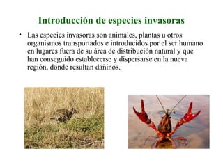 Introducción de especies invasoras
• Las especies invasoras son animales, plantas u otros
organismos transportados e introducidos por el ser humano
en lugares fuera de su área de distribución natural y que
han conseguido establecerse y dispersarse en la nueva
región, donde resultan dañinos.
 