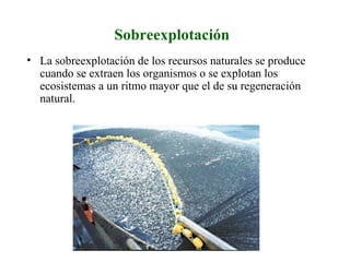 Sobreexplotación
• La sobreexplotación de los recursos naturales se produce
cuando se extraen los organismos o se explotan los
ecosistemas a un ritmo mayor que el de su regeneración
natural.
 