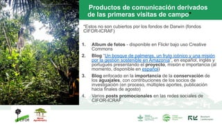 Productos de comunicación derivados
de las primeras visitas de campo*
*Estos no son cubiertos por los fondos de Darwin (fondos
CIFOR-ICRAF)
1. Album de fotos - disponible en Flickr bajo uso Creative
Commons
2. Blog “Un bosque de palmeras, un fruto icónico y una misión
por la gestión sostenible en Amazonía”, en español, inglés y
portugués presentando el proyecto, misión e importancia (al
momento, disponible en español)
3. Blog enfocado en la importancia de la conservación de
los aguajales, con contribuciones de los socios de
investigación (en proceso, múltiples aportes, publicación
hacia finales de agosto)
4. Varios posts promocionales en las redes sociales de
CIFOR-ICRAF
 