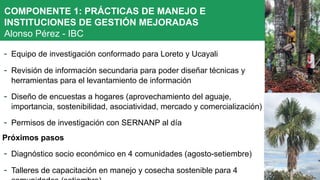 - Equipo de investigación conformado para Loreto y Ucayali
- Revisión de información secundaria para poder diseñar técnicas y
herramientas para el levantamiento de información
- Diseño de encuestas a hogares (aprovechamiento del aguaje,
importancia, sostenibilidad, asociatividad, mercado y comercialización)
- Permisos de investigación con SERNANP al día
Próximos pasos
- Diagnóstico socio económico en 4 comunidades (agosto-setiembre)
- Talleres de capacitación en manejo y cosecha sostenible para 4
COMPONENTE 1: PRÁCTICAS DE MANEJO E
INSTITUCIONES DE GESTIÓN MEJORADAS
Alonso Pérez - IBC
 