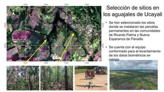 Selección de sitios en
los aguajales de Ucayali
• Se han seleccionado los sitios
donde se instalaran las parcelas
permanentes en las comunidades
de Ricardo Palma y Nueva
Esperanza de Panaillo
• Se cuenta con el equipo
conformado para el levantamiento
de los datos biométricos en
campo
 
