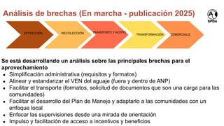 Se está desarrollando un análisis sobre las principales brechas para el
aprovechamiento
● Simplificación administrativa (requisitos y formatos)
● Alinear y estandarizar el VEN del aguaje (fuera y dentro de ANP)
● Facilitar el transporte (formatos, solicitud de documentos que son una carga para las
comunidades)
● Facilitar el desarrollo del Plan de Manejo y adaptarlo a las comunidades con un
enfoque local
● Enfocar las supervisiones desde una mirada de orientación
● Impulso y facilitación de acceso a incentivos y beneficios
EXTRACCIÓN RECOLECCIÓN TRANSPORTE Y ACOPIO
TRANSFORMACIÓN COMERCIALIZ.
Análisis de brechas (En marcha - publicación 2025)
 