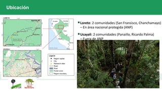 ▪Loreto: 2 comunidades (San Fransisco, Chanchamayo)
– En área nacional protegida (ANP)
▪Ucayali: 2 comunidades (Panaillo, Ricardo Palma)
– Fuera de ANP
Ubicación
 