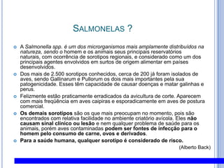 Salmonelas ?A Salmonellaspp. é um dos microrganismos mais amplamente distribuídos na natureza, sendo o homem e os animais seus principais reservatórios naturais, com ocorrência de sorotipos regionais, e considerado como um dos principais agentes envolvidos em surtos de origem alimentar em países desenvolvidos.Dos mais de 2.500 sorotipos conhecidos, cerca de 200 já foram isolados de aves, sendo Gallinarum e Pullorum os dois mais importantes pela sua patogenicidade. Esses têm capacidade de causar doenças e matar galinhas e perus. Felizmente estão praticamente erradicados da avicultura de corte. Aparecem com mais freqüência em aves caipiras e esporadicamente em aves de postura comercial. Os demais sorotipos são os que mais preocupam no momento, pois são encontrados com relativa facilidade no ambiente criatório avícola. Eles não causam sinal clínico ou lesão e nem qualquer problema de saúde para os animais, porém aves contaminadas podem ser fontes de infecção para o homem pelo consumo de carne, ovos e derivados. Para a saúde humana, qualquer sorotipo é considerado de risco.(Alberto Back)