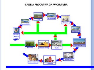 CADEIA PRODUTIVA DA AVICULTURA
