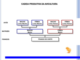 CADEIA PRODUTIVA DA AVICULTURA