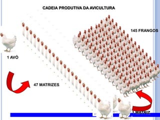 CADEIA PRODUTIVA DA AVICULTURA145 FRANGOS1 AVÓ47 MATRIZES1 MATRIZ