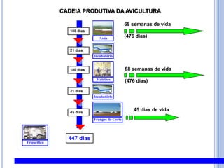 180 dias21 dias180 dias21 dias45 dias447 diasCADEIA PRODUTIVA DA AVICULTURA68 semanas de vida(476 dias)68 semanas de vida(476 dias)45 dias de vida