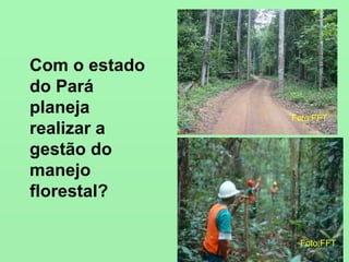 Com o estado
do Pará
planeja
realizar a
gestão do
manejo
florestal?
Foto:FFT
Foto:FFT
 