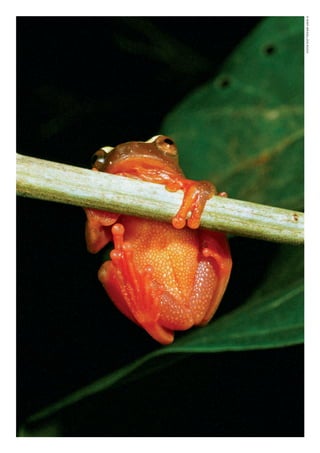 ©WWF-BRASIl/zIGKOCh
WWF_CursosUC.indb 138 31/08/2012 17:21:09
 