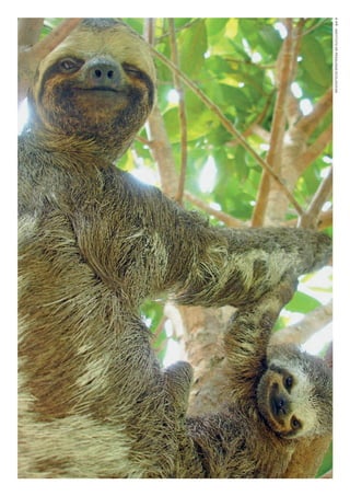 ©IPÊ-INSTITUTODEPESqUISASECOlóGICAS
WWF_CursosUC.indb 180 31/08/2012 17:21:27
 