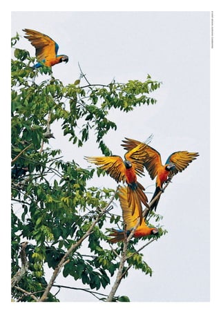 ©WWF-BRASIl/ADRIANOGAMBARINI
WWF_CursosUC.indb 200 31/08/2012 17:21:39
 