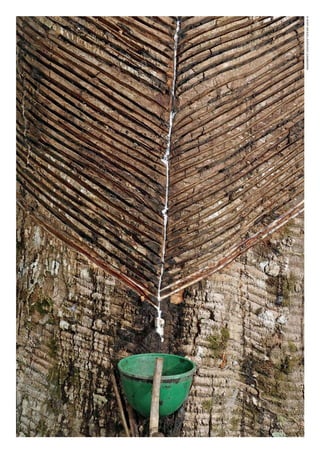 ©WWF-BRASIl/ADRIANOGAMBARINI
WWF_CursosUC.indb 264 31/08/2012 17:21:58
 