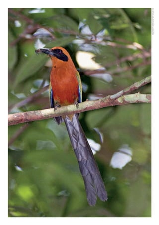 ©WWF-BRASIl/ADRIANOGAMBARINI
WWF_CursosUC.indb 282 31/08/2012 17:22:09
 