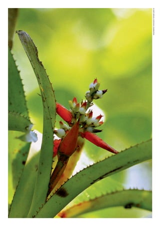 ©WWF-Brasil/adrianoGamBarini
WWF_CursosUC.indb 370 31/08/2012 17:34:27
 