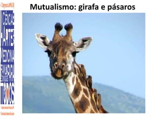 Mutualismo: girafa e pásaros 
7 
 