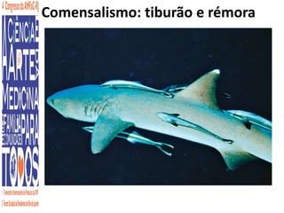 Comensalismo: tiburão e rémora 
8 
 