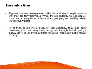 Introduction
• Pigeons are seen everywhere in the UK and many people assume
that they are fairly harmless. Whilst they’re certainly not aggressive,
they can certainly be a problem when grouping and nesting where
they’re not wanted.
• In addition to making a property look unsightly, they also carry
diseases, which can very easily be spread through their droppings.
Below are 4 of the most common diseases that pigeons are known
to carry.
 