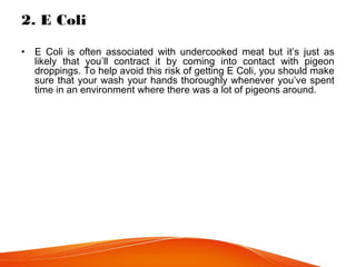 2. E Coli
• E Coli is often associated with undercooked meat but it’s just as
likely that you’ll contract it by coming into contact with pigeon
droppings. To help avoid this risk of getting E Coli, you should make
sure that your wash your hands thoroughly whenever you’ve spent
time in an environment where there was a lot of pigeons around.
 