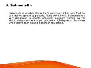3. Salmonella
• Salmonella is another illness that’s commonly linked with food but
can also be spread by pigeons. Along with Listeria, Salmonella is a
very dangerous to people, especially pregnant women, so you
should always ensure that you practice a high degree of cleanliness
when you’ve been around pigeons in any setting.
 