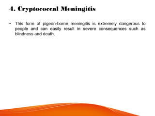 4. Cryptococcal Meningitis
• This form of pigeon-borne meningitis is extremely dangerous to
people and can easily result in severe consequences such as
blindness and death.
 
