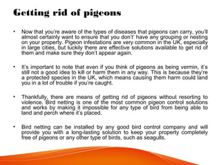 Getting rid of pigeons
• Now that you’re aware of the types of diseases that pigeons can carry, you’ll
almost certainly want to ensure that you don’t’ have any grouping or nesting
on your property. Pigeon infestations are very common in the UK, especially
in large cities, but luckily there are effective solutions available to get rid of
them and make sure they don’t appear again.
• It’s important to note that even if you think of pigeons as being vermin, it’s
still not a good idea to kill or harm them in any way. This is because they’re
a protected species in the UK, which means causing them harm could land
you in a lot of trouble if you’re caught.
• Thankfully, there are means of getting rid of pigeons without resorting to
violence. Bird netting is one of the most common pigeon control solutions
and works by making it impossible for any type of bird from being able to
land and perch where it’s placed.
• Bird netting can be installed by any good bird control company and will
provide you with a long-lasting solution to keep your property completely
free of pigeons or any other type of birds, such as seagulls.
 