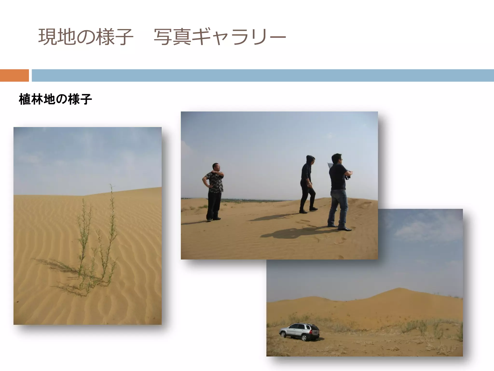 現地の様子   写真ギャラリー


植林地の様子
 