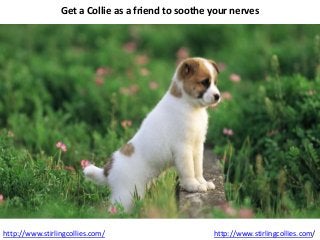 Get a Collie as a friend to soothe your nerves
http://www.stirlingcollies.com/ http://www.stirlingcollies.com/
 