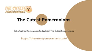The Cutest Pomeranians
https://thecutestpomeranians.com/
Get a Trained Pomeranian Today from The Cutest Pomeranians.
 