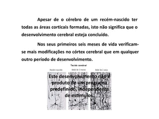 Apesar de o cérebro de um recém-nascido ter
todas as áreas corticais formadas, isto não significa que o
desenvolvimento cerebral esteja concluído.
        Nos seus primeiros seis meses de vida verificam-
se mais modificações no córtex cerebral que em qualquer
outro período de desenvolvimento.


             Este desenvolvimento não é
               produto de um programa
              predefinido, independente
                    de estímulos.
 