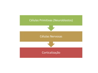 Células Primitivas (Neuroblastos)



        Células Nervosas



         Corticalização
 