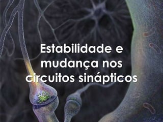 Estabilidade e
   mudança nos
circuitos sinápticos
 