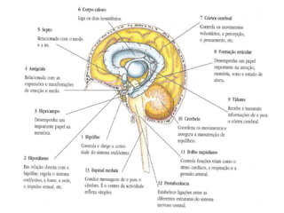 Apesar de se utilizar a palavra mapa cerebral,
não devemos associar a ideia de fronteira entre as
diferentes áreas, pois as funções perdidas devido a
lesões podem ser retomadas.

        Então, visto que não é possível a regeneração das
células nervosas (neurónios) da área lesionada, chegou-
se à conclusão de que as áreas vizinhas da zona lesionada
entram em acção, podendo vir a substitui-la.

    Esta função é denominada por função vicariante.
 