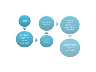 Lesão      Plasticidade
                               As áreas
                               vizinhas
              Cerebral      «ganham» a
                           função da zona
                              lesionada

 Perda de
função na
   zona      Função
lesionada   vicariante
                           Recuperação
                            da função
                             perdida
 