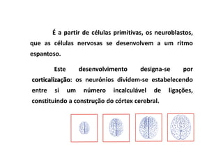 É a partir de células primitivas, os neuroblastos,
que as células nervosas se desenvolvem a um ritmo
espantoso.

        Este        desenvolvimento    designa-se      por
corticalização: os neurónios dividem-se estabelecendo
entre   si     um    número   incalculável   de   ligações,
constituindo a construção do córtex cerebral.
 
