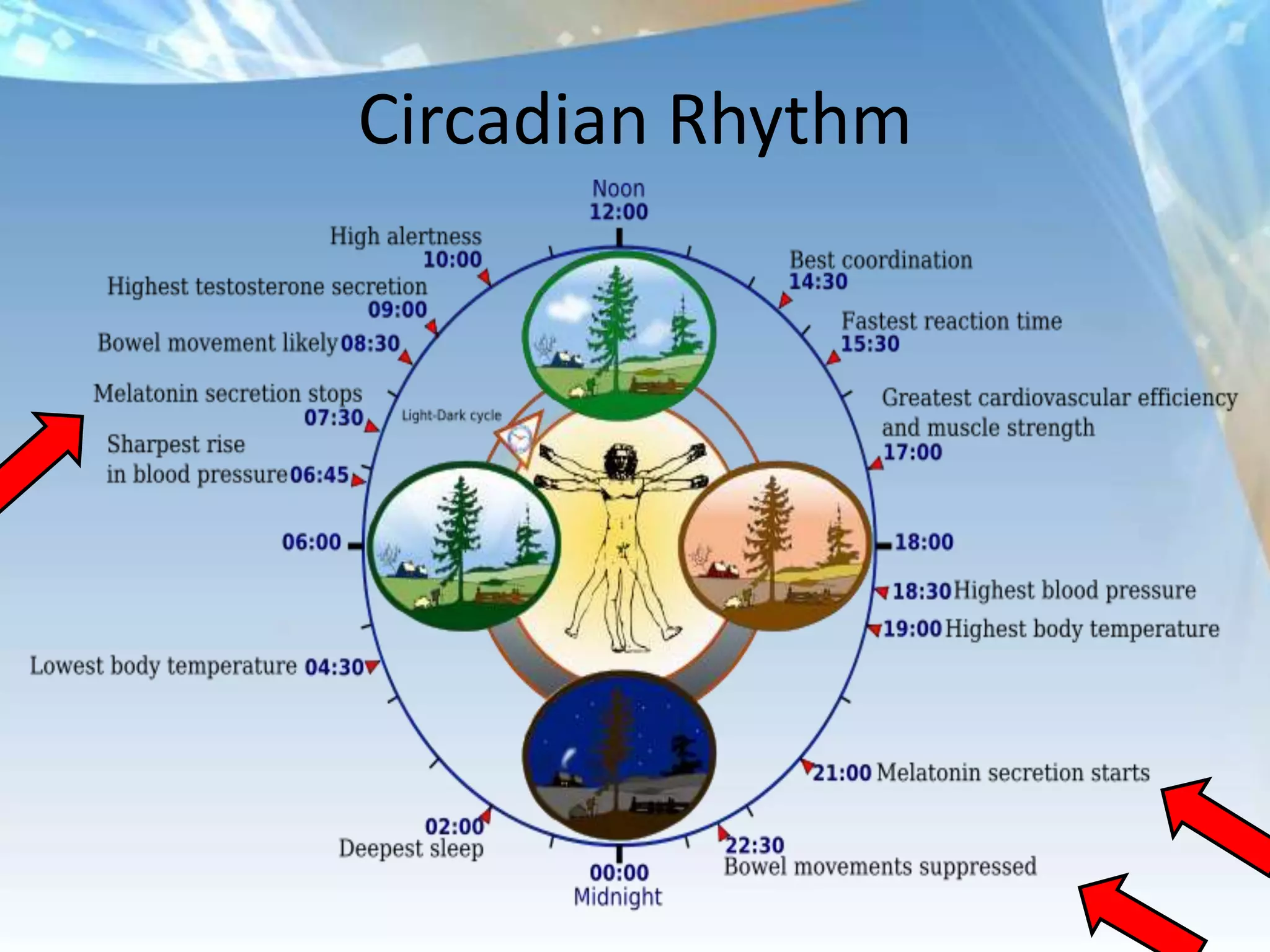 Circadian Rhythm
 