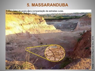 5. MASSARANDUBA
Fonte:LindinalvaMigueldaSilva,2015.
 