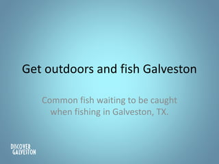 Get outdoors and fish Galveston
Common fish waiting to be caught
when fishing in Galveston, TX.
 