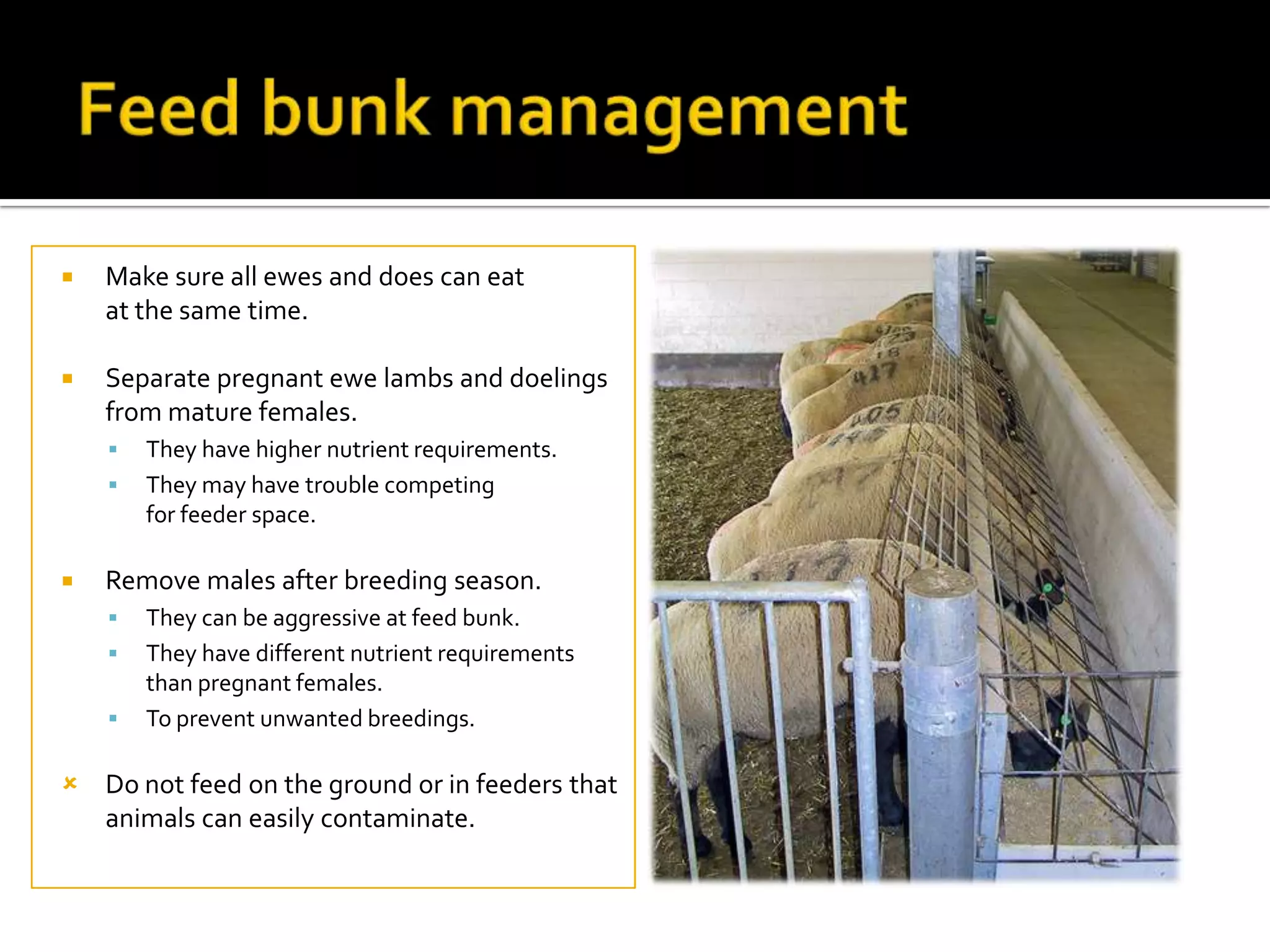 

Make sure all ewes and does can eat
at the same time.



Separate pregnant ewe lambs and doelings
from mature females.





They have higher nutrient requirements.
They may have trouble competing
for feeder space.

Remove males after breeding season.




They can be aggressive at feed bunk.
They have different nutrient requirements
than pregnant females.
To prevent unwanted breedings.

 Do not feed on the ground or in feeders that
animals can easily contaminate.

 