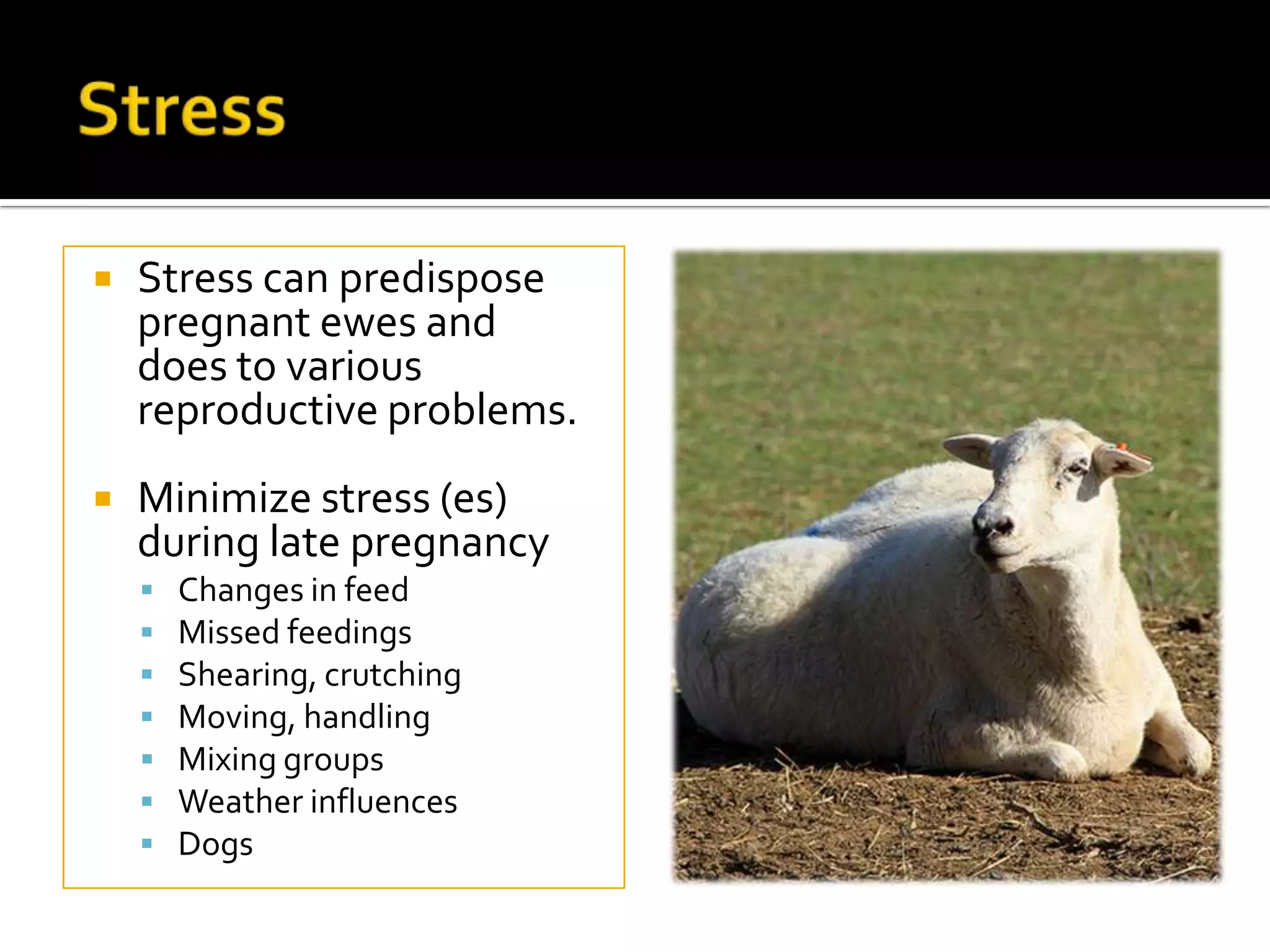 

Stress can predispose
pregnant ewes and
does to various
reproductive problems.



Minimize stress (es)
during late pregnancy








Changes in feed
Missed feedings
Shearing, crutching
Moving, handling
Mixing groups
Weather influences
Dogs

 