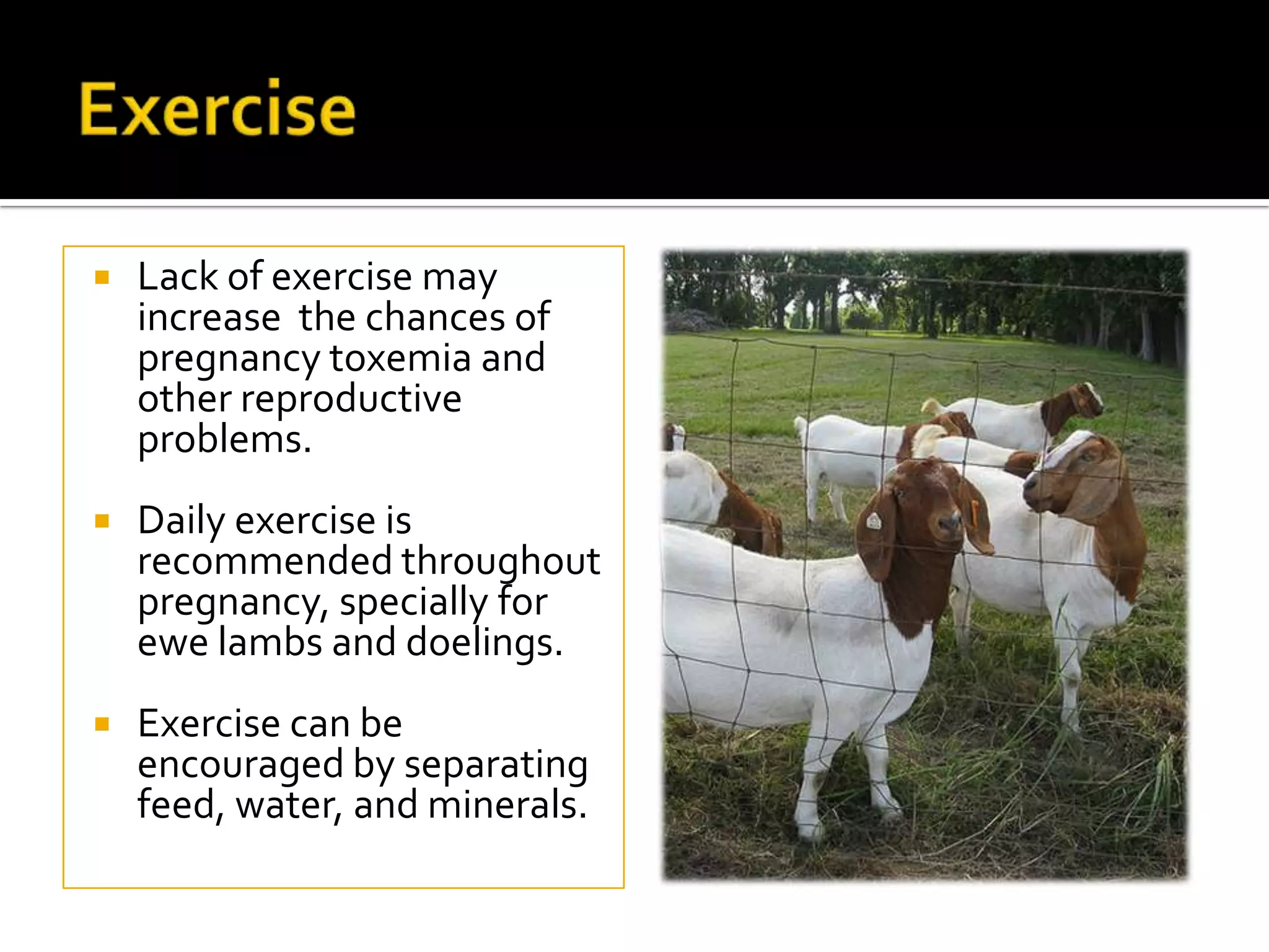 

Lack of exercise may
increase the chances of
pregnancy toxemia and
other reproductive
problems.



Daily exercise is
recommended throughout
pregnancy, specially for
ewe lambs and doelings.



Exercise can be
encouraged by separating
feed, water, and minerals.

 