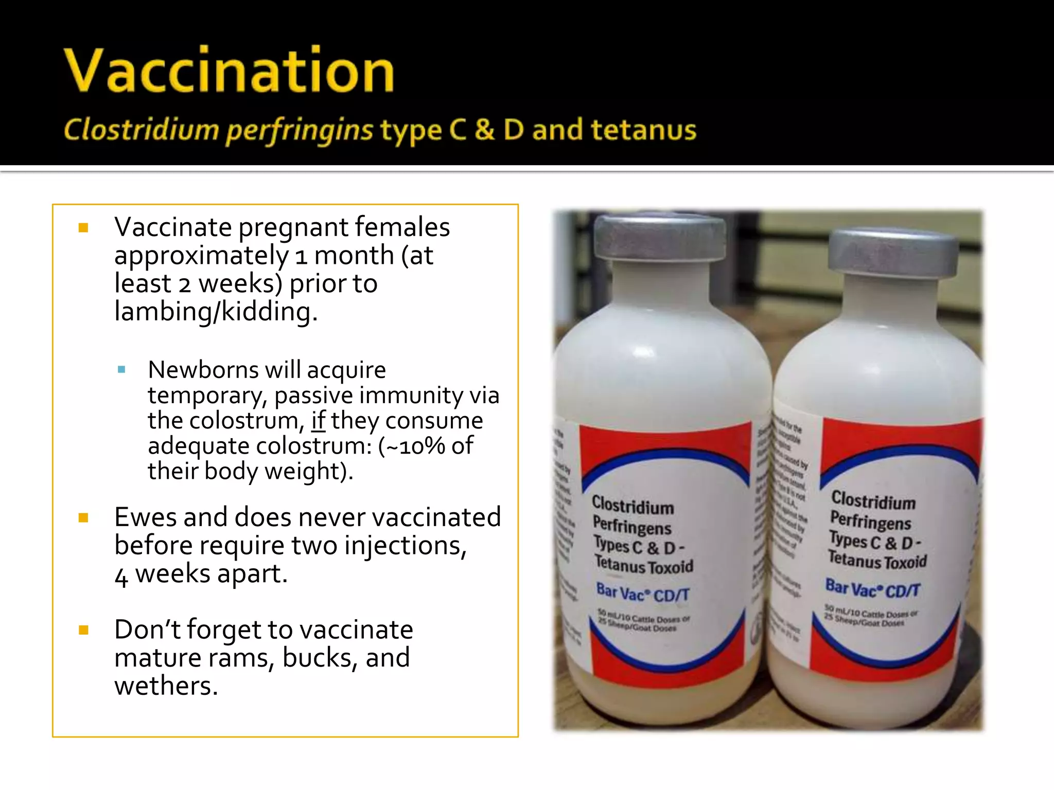 

Vaccinate pregnant females
approximately 1 month (at
least 2 weeks) prior to
lambing/kidding.
 Newborns will acquire

temporary, passive immunity via
the colostrum, if they consume
adequate colostrum: (~10% of
their body weight).



Ewes and does never vaccinated
before require two injections,
4 weeks apart.



Don’t forget to vaccinate
mature rams, bucks, and
wethers.

 