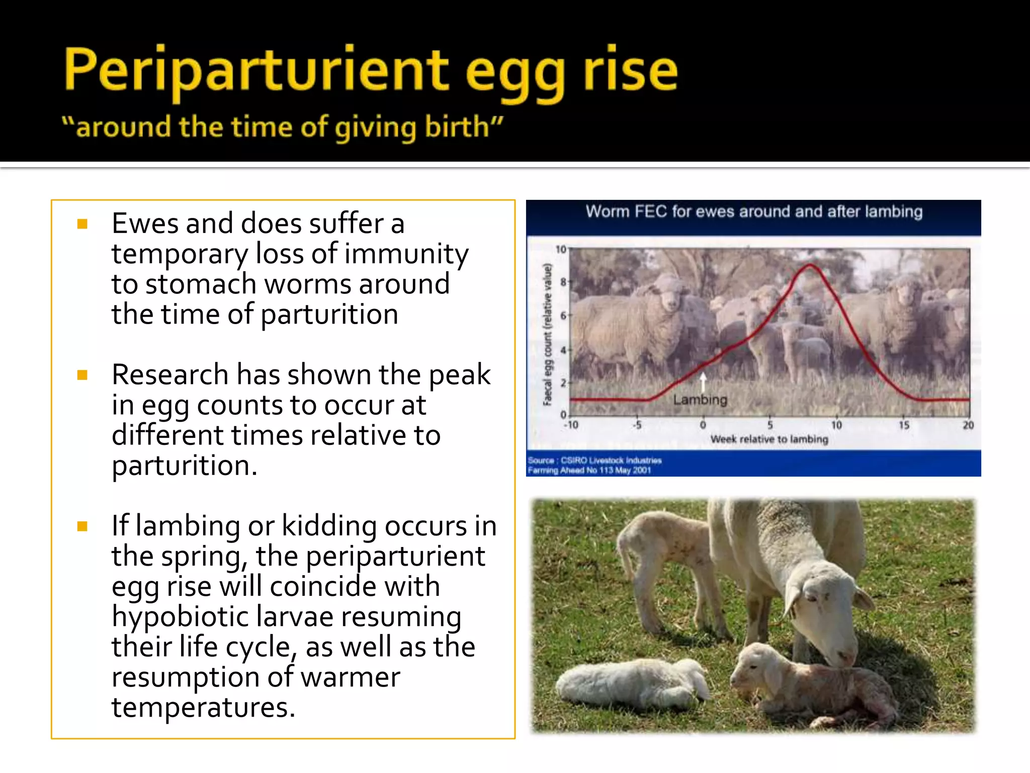 

Ewes and does suffer a
temporary loss of immunity
to stomach worms around
the time of parturition



Research has shown the peak
in egg counts to occur at
different times relative to
parturition.



If lambing or kidding occurs in
the spring, the periparturient
egg rise will coincide with
hypobiotic larvae resuming
their life cycle, as well as the
resumption of warmer
temperatures.

 