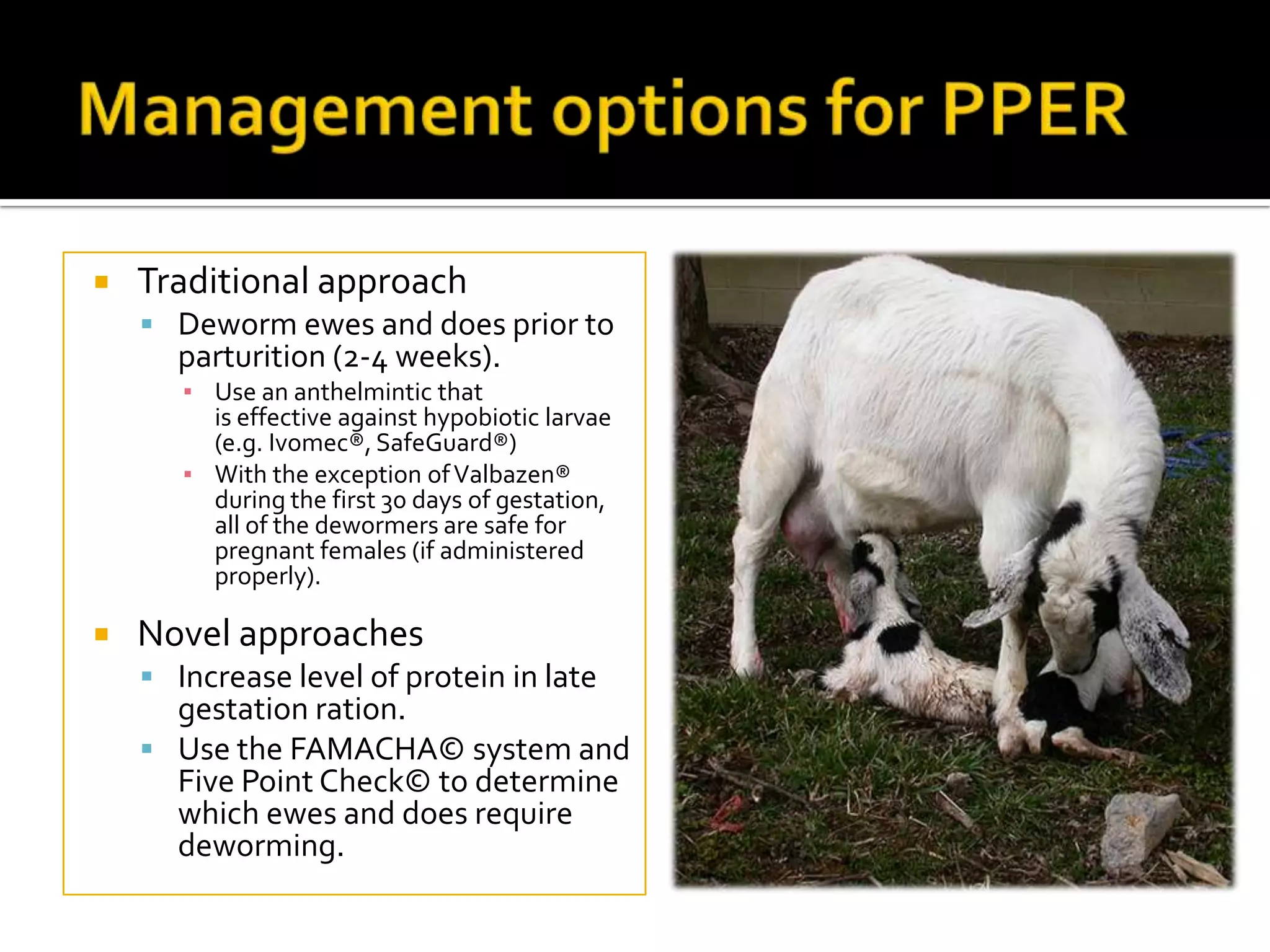 

Traditional approach
 Deworm ewes and does prior to

parturition (2-4 weeks).

▪ Use an anthelmintic that
is effective against hypobiotic larvae
(e.g. Ivomec®, SafeGuard®)
▪ With the exception of Valbazen®
during the first 30 days of gestation,
all of the dewormers are safe for
pregnant females (if administered
properly).



Novel approaches
 Increase level of protein in late

gestation ration.
 Use the FAMACHA© system and
Five Point Check© to determine
which ewes and does require
deworming.

 