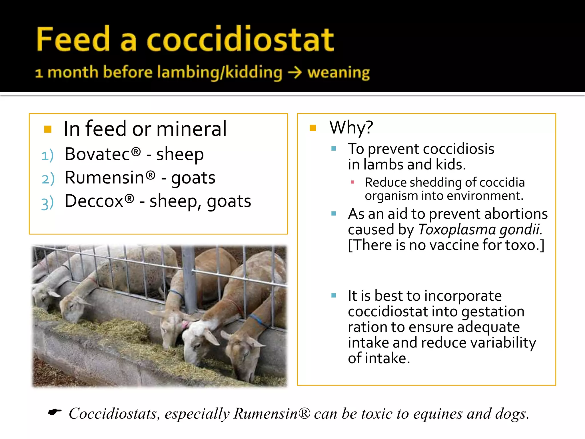  In feed or mineral
1) Bovatec® - sheep
2) Rumensin® - goats
3) Deccox® - sheep, goats



Why?
 To prevent coccidiosis

in lambs and kids.

▪ Reduce shedding of coccidia
organism into environment.

 As an aid to prevent abortions

caused by Toxoplasma gondii.
[There is no vaccine for toxo.]

 It is best to incorporate

coccidiostat into gestation
ration to ensure adequate
intake and reduce variability
of intake.

 Coccidiostats, especially Rumensin® can be toxic to equines and dogs.

 